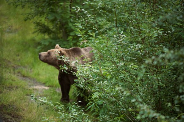 How can UK pet owners contribute to wildlife conservation?